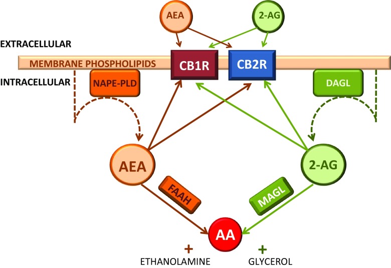 AEA and 2-AG are synthesised from enzymes, NAPE-PLD and DAGL, respectively, from glycerophospholipids in the phospholipid bilayer of the cellular membrane. Both eCBs bind to intracellular and extracellular CB1R and CB2R. Intracellular degradation of AEA and 2-AG occurs when bound to FAAH and MAGL, respectively. Products of this are AA and either glycerol, from 2-AG, or ethanolamine, from AEA