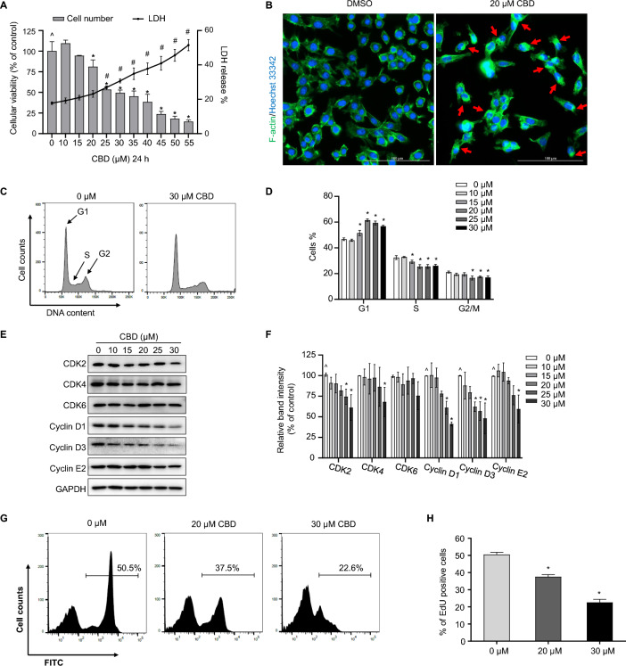 CBD is cytotoxic to TM3 mouse Leydig cells. A TM3 were treated with DMSO (0 μM) or CBD at concentrations of 10–55 µM for 24 h. Cytotoxicity was evaluated by counting viable cells and measuring the release of LDH. B Morphological changes induced by 20 µM CBD in TM3 cells. F-actin was stained with DyLight 488-phalloidin (green), and nuclei were counterstained with Hoechst 33342 (blue). Fluorescence microscopy images showed F-actin aggregation (indicated by red arrows). Scale bar (white) represents the length of 100 µm. Images were collected from three independent experiments and representative images are shown. C CBD arrests the cell cycle in TM3 cells at the G1 phase. The cell cycle distribution of TM3 cells was determined by measuring the content of propidium iodide-stained DNA using flow cytometry. D Bar graphs showing the mean DNA content with error bars representing standard deviations (SD, n = 3). E Total cellular proteins were extracted from TM3 cells treated with 10–30 µM CBD or DMSO for 24 h. Western blotting was performed to determine the levels of CDK2, CDK4, CDK6, Cyclin D1, Cyclin D3, and Cyclin E2. The intensity of each protein band was normalized to its corresponding GAPDH band. Representative images are shown in (E) and quantification is shown in (F). Bar graphs represent means ± SD (n = 3). G Representative histograms show the percentage of cells undergoing DNA synthesis (marked by a line). TM3 cells were treated with DMSO (0 µM), 20 µM, or 30 µM CBD for 24 h before analyzing DNA synthesis ability. H Quantification of results from (G); the bar graph shows the average percentage of EdU-positive cells ± SD (n = 3). ^, significant concentration-dependent linear trend. *, p < 0.05, significantly different from the control group under the same treatments
