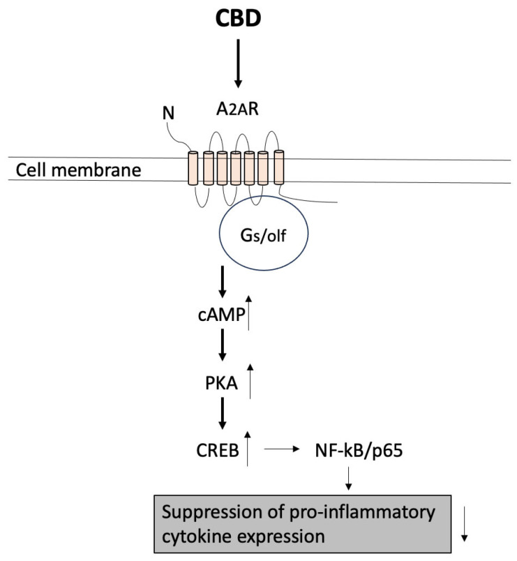 Effects of CBD on adenosine receptors. Binding of CBD to the adenosine receptors increases the intracellular cAMP levels, the levels of PKA, and activation of CREB [163]. This will lead to the suppression of transcriptional activity of NF-κB/p65 and suppression of pro-inflammatory cytokine expression [163]. Thick arrows indicate the process, and thin arrows show increase/decrease in the amount.