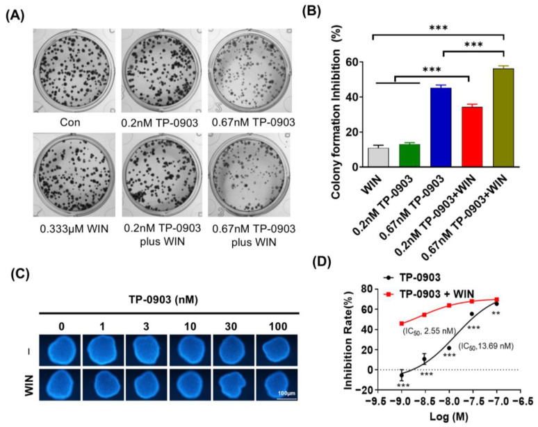 The colony- and spheroid-forming ability of AXL inhibitor plus WIN55212-2 treatment. (A) HCT-8 cells were treated with TP-0903 (0.2 nM or 0.667 nM) alone or in combination with 0.333 μM of WIN55212-2 for 10 days; the cell colonies were stained with methyl violet and photographed. (B) The inhibition of cell colony formation was calculated from three experiments and is shown in the histogram. (C) HCT-8 cells were seeded into agar (2%)-coated 96-well plates until the size of the spheres reached 100–200 μM. Then, the indicated doses of TP-0903 (1, 3, 10, 30, 100 nM) were added alone or in combination with 5 μM of WIN55212-2 for 72 h. The fluorescence intensity of the sphere was detected after staining with 0.01% resazurin using a microplate reader. (D) The inhibition of cell spheroid formation was calculated from three experiments and is shown in the histogram. ** p < 0.01, *** p < 0.001 indicate a significant difference (TP-0903/WIN treat alone vs. Combination therapy).