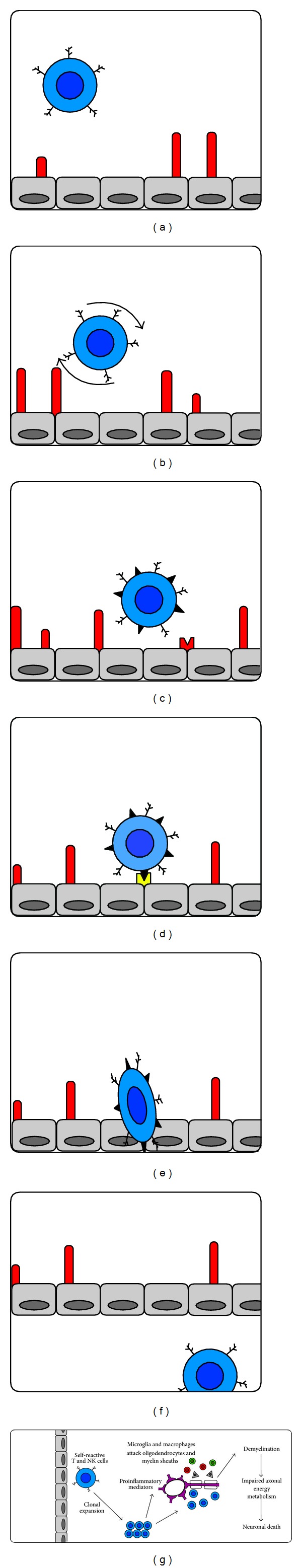 The role of cell adhesion molecules in the movement of activated T cells and natural killer cells across the blood-CNS barrier. (a) Tethering through the interaction of glycosylated PSGL-1 on leukocytes and P-selectin on endothelial cells. (b) Rolling of leukocytes along endothelial cells. (c) Integrin activation on leukocytes. (d) Firm adhesion through the interaction of α4β1-integrin and vascular cell adhesion molecule-1 expressed on the endothelial cell layer. (e) Paracellular movement of immune cells into CNS parenchyma (extravasation). (f) Presence of leukocytes in CNS parenchyma. (g) Once in CNS parenchyma, leukocytes increase in number by clonal expansion and then attack the entire supramolecular complex of myelin. This includes (i) a critical antibody response to various myelin proteins and lipids, (ii) initiation of the complement cascade and T and natural killer cell attack of certain key portions of various myelin antigens and (iii) release of cytokines, notably tumour necrosis factor, which stimulates macrophages, microglia and astrocytes, to produce nitric oxide [45].