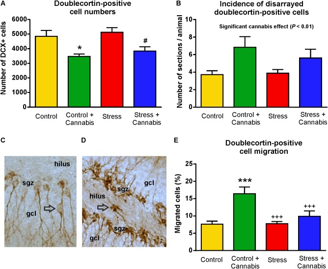 Marijuana smoke exposure had a pronounced effect on the number, migration and morphology of doublecortin-positive immature neurons. (A) Cannabis treatment significantly reduced the number of DCX-positive neurons in the dentate gyrus. Two-way ANOVA (stress × cannabis treatment) revealed a highly significant main effect of cannabis treatment (P < 0.001). Tukey’s post hoc test revealed further differences between the Control and Control + Cannabis groups (∗P < 0.05) and between the Stress and Stress + Cannabis treated groups (#P < 0.05). (B) The number of sections/animal in which we observed disarranged DCX-positive cells. Two-way ANOVA (stress × cannabis treatment) revealed a significant main effect of cannabis treatment (P < 0.01). (C) In control mice, the majority of the DCX+ immature neurons were located in the subgranular zone (sgz) and a small percentage, i.e., <5% of the cells, migrated either to the granule cell layer (gcl) or a few cells were found in the hilus (D). This ratio was significantly altered by the cannabis exposure. (E) In the marijuana treated animals >15% of the DCX+ cells were found in the granule cell layer, hilus or occasionally in the molecular layer. Two-way ANOVA (stress × cannabis treatment) revealed a significant main effect of stress (P < 0.05) and cannabis treatment (P < 0.001), and a significant interaction between the factors (P < 0.05). Tukey’s post hoc test found significant differences between the groups: ∗∗∗P < 0.001 versus Control; +++P < 0.001 versus the Control + Cannabis treated group.