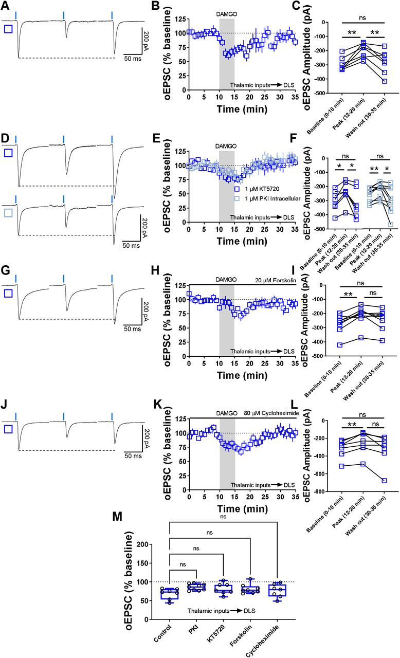 MOR-STD is not affected by PKA inhibition, cAMP activation or protein translation inhibition.(A) Representative optically-evoked EPSC traces before, during and after DAMGO (0.3□μM, 5□min) application in brain slices from VGluT2-Ai32 mice. (B-C) Thalamocortical inputs produced MOR-STD in DLS from VGluT2-Ai32 mice (10□min baseline v. peak 12-20□min of recording P=0.00275; 12-20□min Peak v 30-35 min Wash out of recording, P=0.0889, Repeated measure One-way ANOVA Tukey’s test, n□=□7 neurons from 3 mice). (D) Representative oEPSC traces showing the effects of DAMGO (0.3□μM, 5□min) application after the preincubation of PKA-selective inhibitor KT5720 (1 μM, ≥1 hr, blue open square) and after the intracellular dialysis of PKI (1 μM, ≥30 min, cyan open square). (E-F) The inhibition of pre (1 μM KT5720) and postsynaptic PKA (1 μM PKI) did not affected MOR-STD (KT5720: 10□min baseline v. peak 12-20□min of recording, P=0.0353; 12-20□min Peak v 30-35 min Wash out of recording, P□=□0.0353, Repeated measure One-way ANOVA Tukey’s test, n□=□7 neurons from 3 mice) (PKI:, 10□min baseline v. peak 12-20□min of recording, P□=□0.00218; 12-20□min Peak v 30-35 min Wash out of recording, P=0.0429, Repeated measure One-way ANOVA Tukey’s test, n□=□9 neurons from 3 mice). (G) Representative oEPSC traces showing the effects of 20 μM forskolin before, during and after DAMGO (0.3□μM, 5□min) application in brain slices from VGluT2-Ai32 mice. (H-I) MOR-STD was unaffected after the activation of AC by 20 μM forskolin (10□min baseline v. peak 12-20□min of recording, P=0.00260;12-20□min Peak v 30-35 min Wash out of recording, P=0.168, Repeated measure One-way ANOVA Tukey’s test, n□=□8 neurons from 4 mice). (J) Representative oEPSC traces showing the effects of 80 μM cycloheximide before, during and after DAMGO (0.3□μM, 5□min) application in brain slices from VGluT2-Ai32 mice. (K-L) Protein translation is not necessary for the expression of MOR-STD (10□min baseline v. peak 12-20□min of recording, P=0.00973;12-20□min Peak v 30-35 min Wash out of recording, P=0.0822, Repeated measure One-way ANOVA Tukey’s test, n□=□7 neurons from 3 mice). (M) The box plot illustrates the average peak current (12-20 min) and summarize the findings on MOR-STD mechanism in the DLS (One-way ANOVA Dunnett’s multiple comparisons test). Time course data represent mean ± SEM. Box plots represent median and interquartile ranges and show average peak responses (12-20 minutes). ns=not significant, *P□<□0.05, **P□<□0.01.