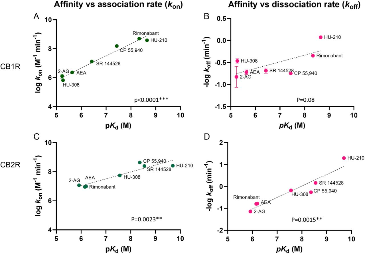 Correlation plots of equilibrium and kinetic parameters of cannabinoid compounds at CB1R and CB2RCorrelation between negative logarithmic transformation of affinities (-log Kd) and logarithmic (A) association rate (log kon) and (B) dissociation rate (log koff) for CB1R ligands. Correlation between negative logarithmic transformation of affinities (-log Kd) and logarithmic (C) association rates (log kon) and (D) dissociation rates (log koff) for CB2R ligands. Correlation analysis was carried out using a Pearson correlation analysis (two-tails). Data shown are the mean and SEM of 4 independent experiments.