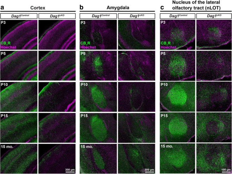 Postnatal development of CCK+ interneurons is impaired in the forebrain of Dag1cKO mice. (a-c) Immunostaining for CB1R (green) and Hoechst (magenta) shows the progressive innervation of the cortex (a), amygdala (b), and nucleus of the lateral olfactory tract (c) of Dag1Control (left panels) mice by CCK+ interneurons from P3-P15. CB1R staining is decreased in all regions of Dag1cKO mice (right panels) at all ages examined from P3–15 months