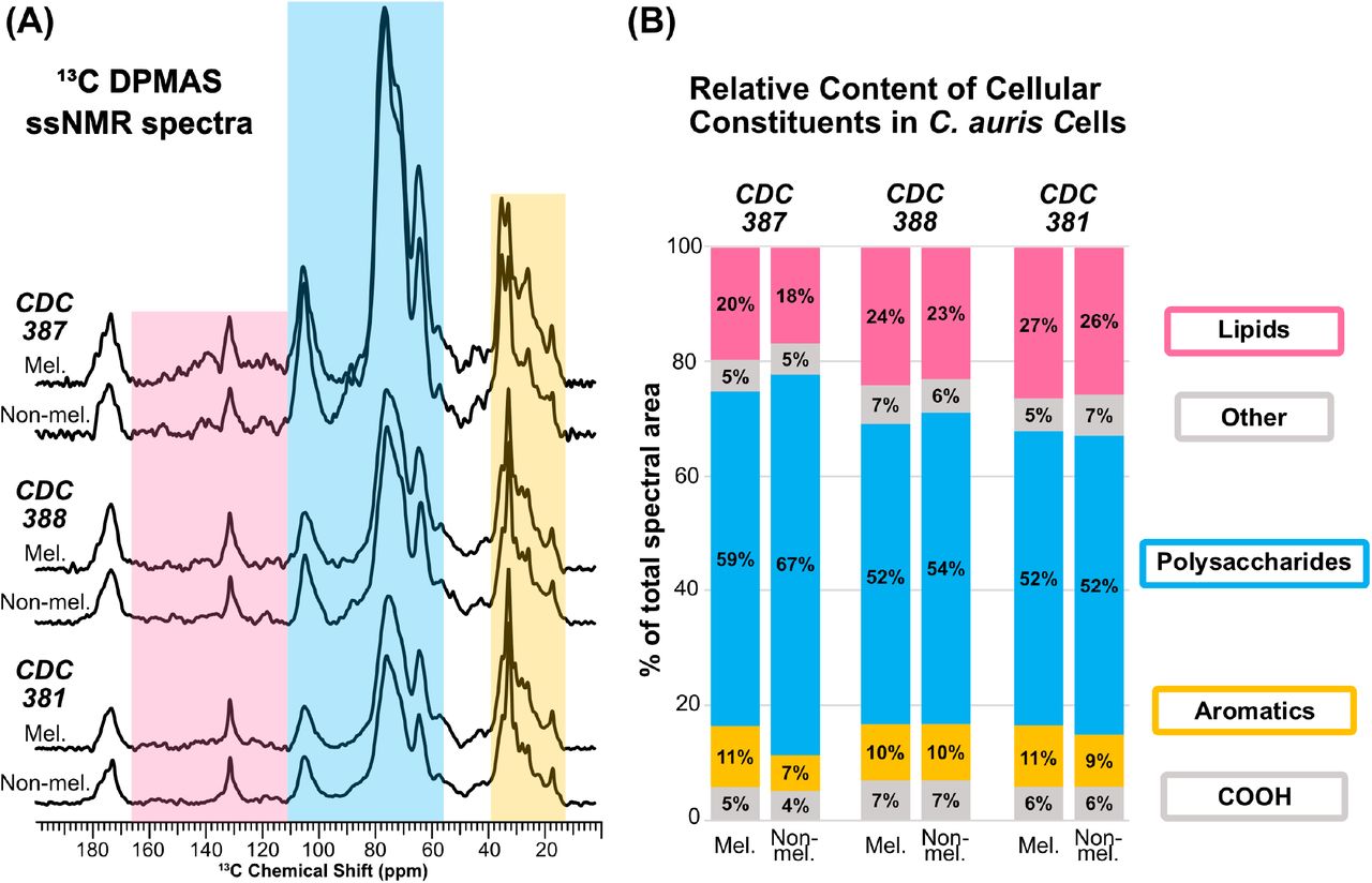 Relative cell-wall polysaccharide content varies by strain independent of melanization(A) Quantitatively reliable direct-polarization solid-state 13C NMR spectra of intact heat-killed C. auris cells from the melanizing strains CDC 387 (top) and CDC 388 (middle), and the non-melanizing strain CDC 381 (bottom) grown with and without L-DOPA. The spectral regions are shaded according to the predominant type of molecular structure: yellow (12–37 ppm), aliphatic carbons of lipids; blue (54–110 ppm), polysaccharide ring carbons; pink (110–166 ppm), aromatic carbons of protein side chains, nucleic acids, and melanin pigments plus C=C from lipids (130 ppm). The signals in the unshaded regions arise from carbon types found in many different molecules rather than a single group of cellular constituents: 37-54 ppm, tertiary carbons, amino acid carbons and methoxy carbons; 166-182 ppm, carbonyl carbons within various carboxyl groups. (B) Bar graph displaying estimates of the relative content of polysaccharides and other groups of cellular constituents with respect to their respective total content in intact heat-killed C. auris cells. The data represent the mean estimates from three independent sets of quantitative measurements; the standard deviation from the mean was less than 0.04% for these measurements.