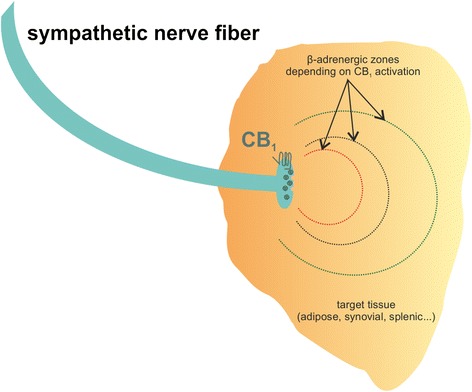 Effects of CB1 activation or inhibition on norepinephrine (NE) release in tissue. CB1 regulates the amount of NE released from sympathetic nerve terminals. The red zone depicts the effects of CB1 agonism, which decreases NE release. Only cells within the red line boundary can be modulated by β-adrenergic receptors under CB1 activation. Beyond the dotted 'β-adrenergic zone', α-adrenergic effects prevail. Under basal conditions, the β-adrenergic area is increased (black dotted line). Under CB1 inhibition, NE release is boosted and maximal β-adrenergic effects can be achieved (green dotted line). Beta receptor activation on immune cells decreases production of pro-inflammatory mediators, for example, tumor necrosis factor