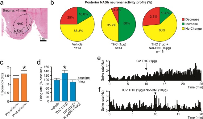 Effects of ICV THC and nor-BNI on MSN activity patterns in the pNASh. (a) Representative microphotograph showing typical intra-pNASh in vivo MSN recording location. (b) Summary of experimental neuronal groups showing relative changes (no change, increase, or decrease) in firing frequencies following ICV pharmacological treatments. (c) ICV THC significantly increased spontaneous pNASh MSN neuronal firing frequency. (d) ICV THC alone (1 µg/μl) caused a significant increase in spontaneous aNASh MSN neuronal firing frequency rates vs baseline activity. This excitatory effect was reversed by co-administration of the behaviorally effective dose of nor-BNI (10 µg/μl). (e) Sample rastergram showing typical pNASh MSN response pattern following ICV THC (1 µg/µl) infusion (arrows indicate intra-NAc infusion event). (f) Sample rastergram showing typical aNASh MSN response pattern following ICV THC (1 µg/µl) and nor-BNI (10 µg/µl) infusion (arrows indicate intra-NAc infusion event).