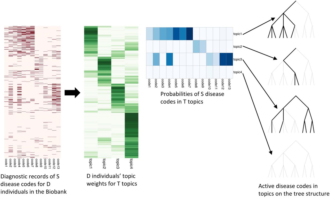 Schematic for topic modelling of the diagnosis data in UKB with treeLFA.The presence and absence of S disease codes for D individuals in the biobank is modelled with D×S Bernoulli distributions. The matrix of Bernoulli probabilities is factored into the product of a topic matrix and a topic weight matrix. Individuals’ weights for topics are modelled with categorical distributions with a Dirichlet prior. Each topic is composed of S probability variables with Beta priors to parameterize the Bernoulli distributions for disease codes. Disease codes can be either active or inactive in topics. Active disease codes have large probability while inactive ones have near zero probability. A prior for topics (specifies the likelihood of different disease codes to be active in topics) is constructed on the tree structure of disease codes specified by a medical ontology (such as the ICD-10 coding system). The path from the root node to active leaf nodes (corresponding to all active disease codes in a topic) are highlighted on a three-layered tree structure for 13 disease codes in 4 topics.