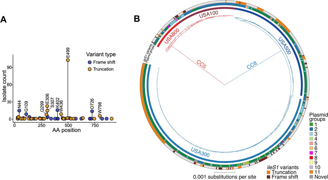 Diversity and phylogenetic distribution of chromosomal ileS1 inactivation mutations among mupA-containing epidemic MRSA lineages.(A) Summary of insertion and deletion mutations predicted to inactivate chromosomal ileS1 among mupA-positive MRSA isolates (n = 103). Each point represents a unique mutation identified among patient isolates, plotted according to its position within ileS1. Mutations are classified as frameshift (blue) or truncating (gold) variants. Amino acid positions are labeled using single-letter amino acid abbreviations. One representative isolate per patient was included in the analysis. The E499 truncation was the most frequently observed mutation. (B) Maximum-likelihood phylogeny of mupA-positive CC5 and CC8 MRSA isolates from the surveillance cohort (n = 574), midpoint rooted. Isolates correspond to the mupA-positive subset shown in Fig. 1A and are limited to a single representative isolate per patient. Clonal complexes, lineage assignments, and plasmid groups are annotated as described in Fig. 1. The outer ring indicates chromosomal ileS1 inactivation mutations (frameshift or truncation). The largest cluster of ileS1 mutants carries the E499 truncation and is further characterized in Supplementary Fig. 2.