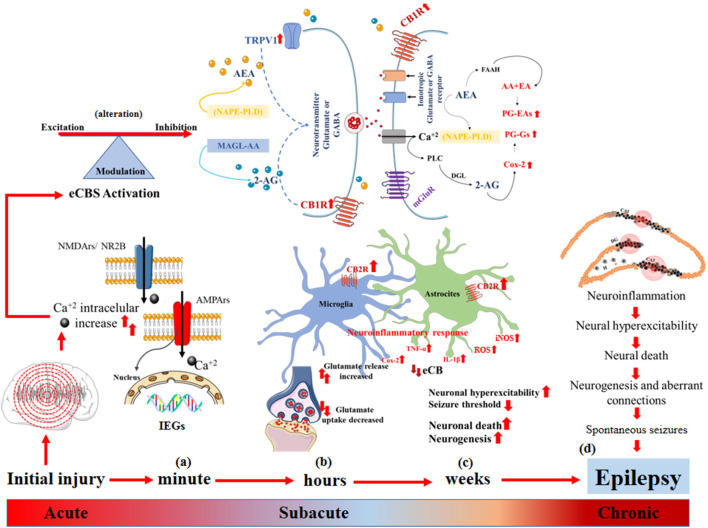 Epileptogenesis and endocannabinoid system (eCBs). (A) Acute changes: increased intracellular Ca2+ flux, induction of early genes (IEGs) that alter synaptic function, decreased threshold to neuronal hyperexcitability, alteration of eCBs that modulates the balance between excitatory and inhibitory neurotransmission. (B) Sub-acute changes: synthesis of endocannabinoids (eCB) mediated by the increase in intracellular Ca2+, neuronal hyperexcitability and the demand for membrane phospholipids diacylglycerol lipase (DAGL) and N-acyl phosphatidyl ethanolamine-hydrolyzing phospholipase D (NAPE-PLD) to form 2-AG and AEA, respectively, and their degradation after the dissociation of CB1R and the activation of TRPTV1 by AEA, which triggers greater glutamate release and increases in intracellular Ca2+. The eCBs degrade rapidly, and 2-AG and AEA are catabolized by the enzymes monoacylglycerol lipase (MAGL) and fatty acid amide hydrolase (FAAH), respectively, which generate AA, PGs-Eas, PG-Gs, and Cox-2 to increase convulsive susceptibility, activation of astrocytes and microglia and increases in CB2R that promote the release of pro-inflammatory proteins IL1-β, Cox-2, TNF-α and iNOS, generating neuroinflammation, neuronal hyperexcitability, and neuronal death. (C,D) Chronic changes: neuronal death, the perpetuation of the neuroinflammatory response and dysregulation of eCBs that promote neurogenesis, formation of aberrant connections, expression of spontaneous seizures, and epilepsy.