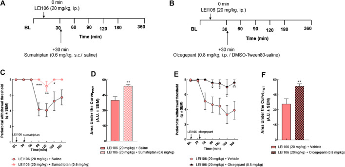 Periorbital allodynia induced by DAGLα inhibition is sensitive to anti-migraine agents, sumatriptan and olcegepant. Timeline of experiments (A,B). Injection of sumatriptan (0.6 mg/kg, SC) significantly mitigated the periorbital allodynia induced by LEI106 (20 mg/kg, IP) at 90, 120, and 180 min after dosing (C). Data are expressed mean ± SEM (n = 8), two-way ANOVA, *p < 0.05, **p < 0.01, ***p < 0.001. Administration of olcegepant (0.8 mg/kg, IP) significantly attenuated the periorbital allodynia induced by LEI106 (20 mg/kg, IP) at 90, 120, 180, and 360 min after dosing (E). Data are expressed mean ± SEM (n = 8), two-way ANOVA, *p < 0.05, **p < 0.01. The area under the curve for the corresponding time-course experiments (D,F), assessed by Student’s t-test, **p < 0.01.