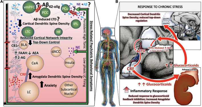 Allostatic overload renders stress-responsive circuits vulnerable to neuronal injury and degeneration. During states of chronic or pathological stress, the HPA axis, LC, and associated stress integrative circuitry no longer respond to negative feedback inhibition, resulting in aberrant, unregulated, activity of the entire system (B). Chronic stress related psychiatric behavioral symptoms are the result of complex, between- and within- network adaptations. While large-scale cortical networks become less intrinsically connected, and the microcircuitry that comprise them retract in dendritic density and complexity, there is correspondingly less top-down regulation of limbic circuitry. GABA-ergic interneurons of the BLA are disinhibited by decreased cortical input, leading to greater activity in limbic regions such as the central nucleus of the amygdala (CeA). Further shifts away from cortical control and toward limbic control occur as CeA afferents release increasing amounts of CRF in high frequency onto locus coeruleus (LC) neurons, rendering them more susceptible to stress-related excitotoxicity. A predominance of CB1r are found on cholecystokin (CCK)-positive GABAergic interneurons in the BLA. The inhibition of the BLA via CCK-positive GABAergic interneurons may be able to restore homeostatic LC tone by inhibiting CeA projections to the LC. In effect, this would silence HPA hyperactivation and halt the propagation of BLA excitability in a state of allostatic overload (A).