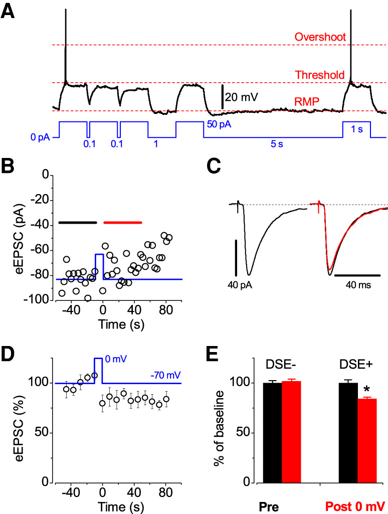 Depolarization-induced suppression of evoked EPSC in principal cells of LA. (A) Pyramidal neuron does not excite recurrently in response to rheobase current. The refractory period was at least 5 sec. Note the similitude in behavior of MP during two spikes. (B) The eEPSC in the same neuron immediately before and after ±0 mV step. Holding potential was −70 mV. (C) Corresponding average traces of 15 eEPSCs before (black) and after the test pulse (red). (D) Normalized values (n = 6). (E) The absence (n = 6, DSE−) and presence (n = 6, [*] P < 0.04, DSE+) of suppression. Values before and after the 10 sec steps for each condition are color matched as pre and post 0 mV.