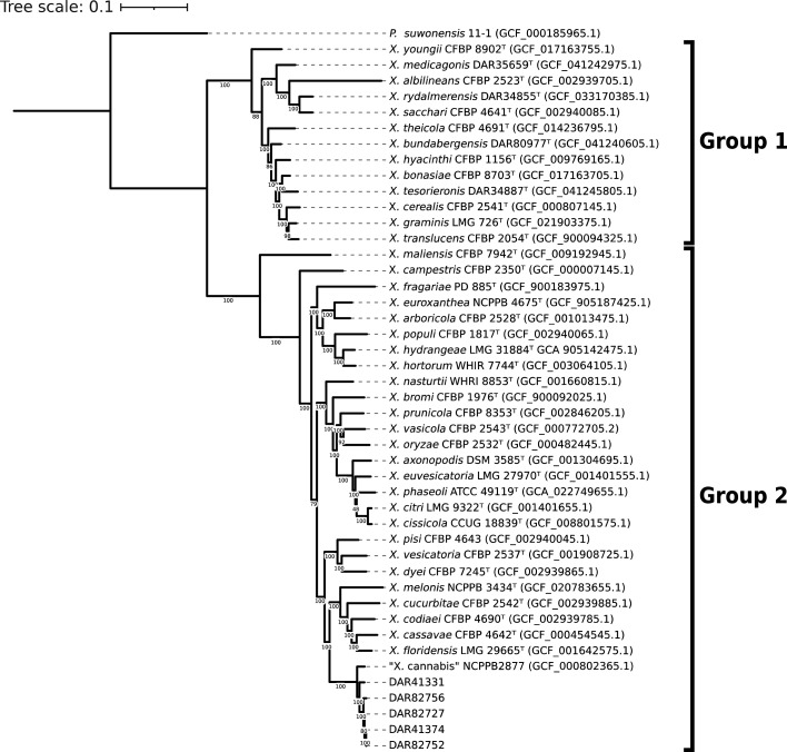 Outgroup rooted maximum-likelihood 92 gene multilocus (UBCG) phylogeny of all Xanthomonas type strains, Australian ‘X. cannabis’ isolates and P. suwonensis as the outgroup. Type strains are listed as species name, followed by strain name and RefSeq database number in parentheses. Numbered branches indicate bootstrap values, with 100 bootstrap replicates used to generate the tree.