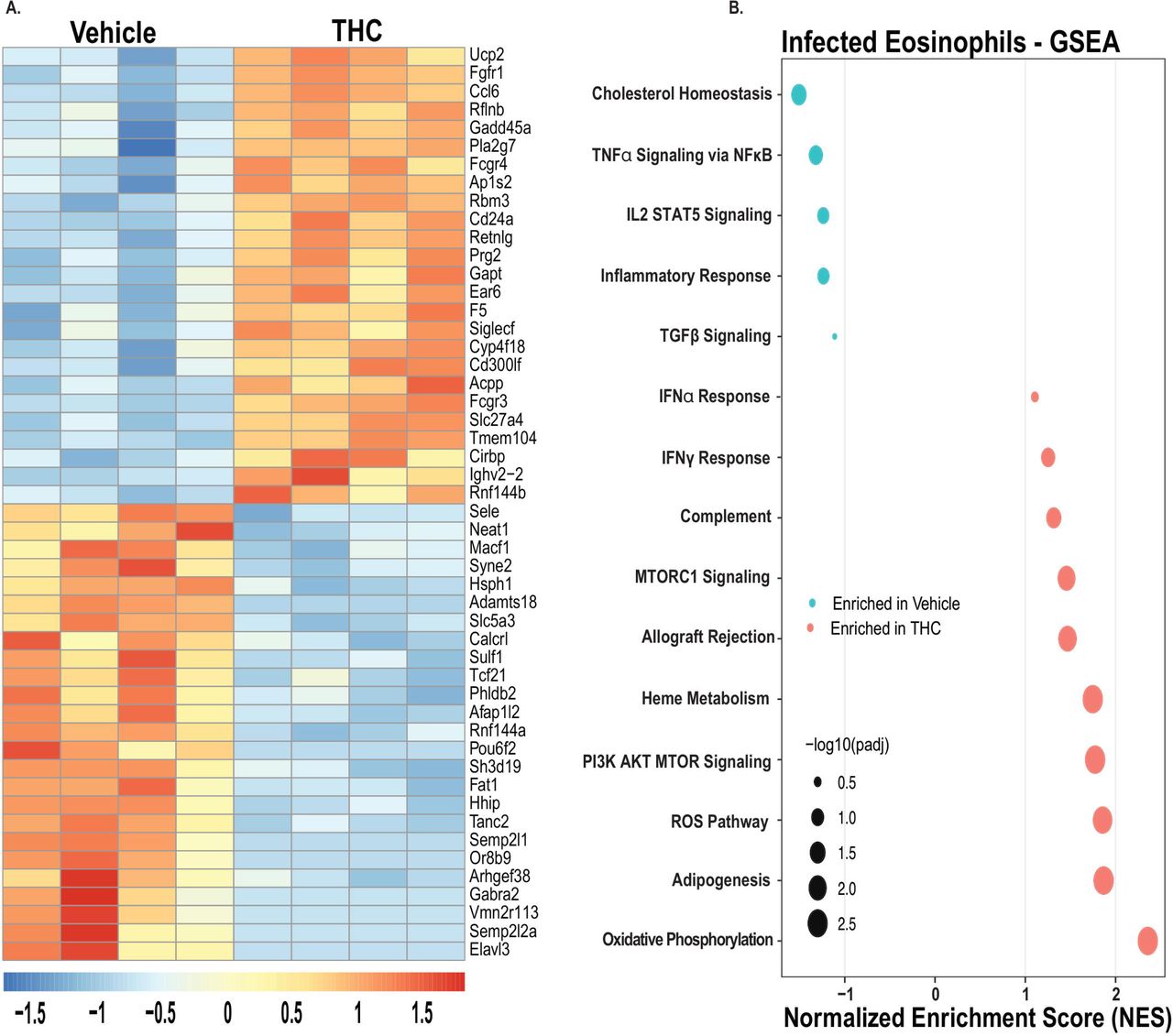 THC shifts infected lung eosinophils from inflammatory NFκB/STAT signaling to mTOR signaling and oxidative phosphorylation.CD11c⁻Siglec-F⁺ lung eosinophils from vehicle and THC-treated Nb-infected mice were analyzed by bulk RNA sequencing. (A) Heatmap of the top 50 differentially expressed genes. (B) Hallmark gene set enrichment analysis. Genes shown in (A) met criteria of absolute log2 fold change > 1 and adjusted p value < 0.05 by DESeq2. GSEA pathways shown in (B) met adjusted p value < 0.05. Data are representative of 1 experiment with 7 mice per group pooled into 4 RNA sequencing libraries per group.