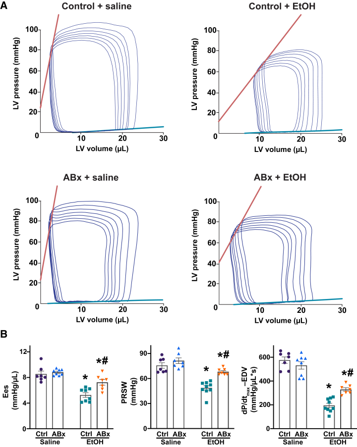 Selective depletion of gut Gram-negative bacteria mitigates binge alcohol-induced depression of load- and heart rate–independent indexes of left ventricular (LV) contractile function. A: Representative pressure-volume (P-V) loops during gradual preload reduction obtained by vena cava occlusion in mice 3 hours after the administration of saline or alcohol [ethanol (EtOH)], with or without antibiotic pretreatment (ABx or ctrl, respectively). Red lines indicate the slope of the end-systolic P-V relationship, whereas green lines depict the slope of the end-diastolic P-V relationship. B: Load- and heart rate–independent indexes of LV performance [end-systolic elastance (Ees), preload-recruitable stroke work (PRSW), and the dP/dtmax–end-diastolic volume (dP/dtmax-EDV) relation] in the saline or alcohol (ethanol)–gavaged groups, with or without antibiotic pretreatment (ABx or ctrl, respectively). Data are presented as individual values with group means ± SEM (B). n = 7 to 9 (B). ∗P < 0.05 versus corresponding saline group; #P < 0.05 versus ctrl ethanol group (two-way analysis of variance, Bonferroni multiple comparison test).