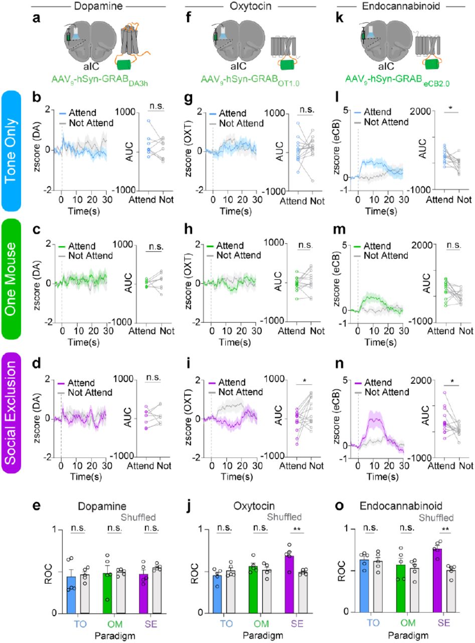 Genetically encoded fluorescent sensors reveal the role of oxytocin and endocannabinoid signaling dynamics during Social Exclusiona, Fiber photometry and viral injection schematic using a genetically encoded dopamine sensor GRABDA3h. b-d, Dopaminergic dynamics during Social Exclusion (SE), One Mouse (OM), and Tone Only (TO) conditions. The dotted line for each trace marks the onset of each trial. Each trial lasts 15s. 15 trials were taken to generate a trial average response, which was determined using the local thresholds per animal. The AUC was taken from 0-20s to account for sensor dynamics. (b) Tone Only responses (n = 8, two-tailed paired t-test, p = 0.35, t7 = 0.99). (c) One Mouse responses (n = 8, two-tailed paired t-test, p = 0.49, t7 = 0.72). (d) Social Exclusion responses (n = 8, two-tailed paired t-test, p = 0.68, t7 = 0.43). e, Decoding “Attending” and “Not Attending” trials within each social condition (SE, OM, and TO) using a random forest model and 5-fold cross validation. ROC values obtained from using dopaminergic dynamics to decode between “Attending” and “Not Attending” (Two-Way ANOVA, Main Effect across conditions p = 0.61, F(2,24) = 0.50, Main Effect Data vs Shuffled p = 0.43, F(1,24) = 0.64). f, Fiber photometry and viral injection schematic using a genetically encoded oxytocin sensor GRABOT1.0. g-i, Oxytocinergic dynamics during Social Exclusion, One Mouse, and Tone Only paradigms, extracted from “Attending and “Not Attending” Trials. Baseline for z-score was - 5–0s prior to cue onset. Dotted lines at 0 represent cue onset. Area under curve was taken from 0-20s post cue. (g) Tone Only responses (n = 14, two-tailed paired t-test; p = 0.53, t13 = 0.64). (h) One Mouse responses (n = 13, two-tailed paired t-test; p = 0.29, t12 = 1.12). (i) Social Exclusion responses (n = 14, two-tailed paired t-test; *p = 0.039, t13 = 2.29). j, ROC values obtained from using oxytocinergic dynamics to decode between “Attending” and “Not Attending” (Two-Way ANOVA, Main Effect across conditions *p = 0.02, F(2,24) = 4.4, Main Effect Data vs Shuffled *p = 0.047, F(1,24) = 4.4, Interaction **p = 0.007, F(2,24) = 6.1. Sidak’s Multiple Comparisons Test, SE vs SE shuffled **p = 0.003, OM vs OM shuffled p = 0.7, TO vs TO shuffled p = 0.6). k, Fiber photometry and viral injection schematic using genetically encoded endocannabinoid sensor GRABeCB2.0. l-n, Endocannabinoid dynamics during Tone Only, One Mouse and Social Exclusion paradigms, extracted from “Attending” and “Not Attending” Trials. Area under curve was taken from 0-15s post cue. l, Tone Only responses (n = 13, two-tailed paired t-test; *p = 0.01, t13 = 2.9). m, One Mouse responses (n = 14, two-tailed paired t-test, p = 0.05, t14 = 2.2). n, Social Exclusion responses (n = 14, two-tailed paired t-test, *p = 0.02, t13 = 2.6). o, ROC values obtained from using endocannabinoid dynamics to decode between “Attending” and “Not Attending” (Two-Way ANOVA, Main Effect across conditions p = 0.2, F(2,24) = 1.7, Main Effect Data vs Shuffled *p=0.01, F(1,24) = 7.6, Sidak’s Multiple Comparisons Test, SE vs SE shuffled **p = 0.002, OM vs OM shuffled p = 0.9, TO vs TO shuffled p = 0.99). Error bars and solid shaded regions around the mean indicates s.e.m.