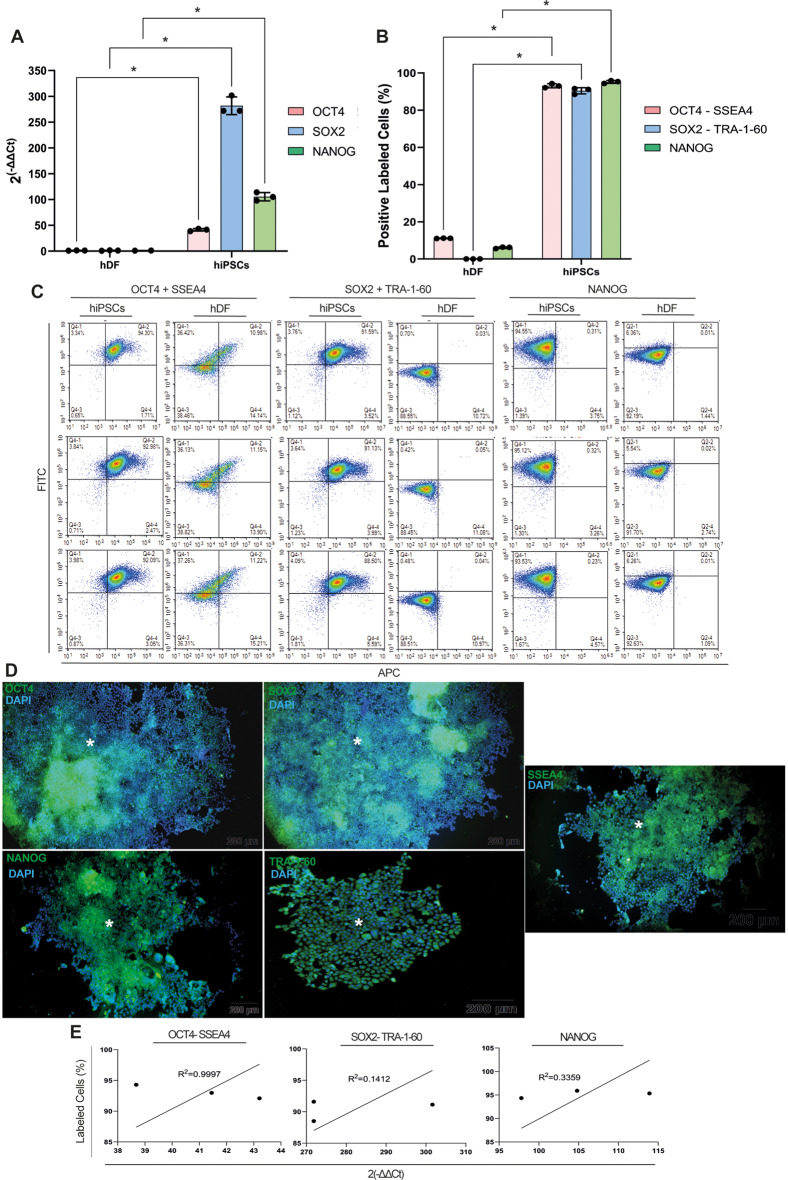 hDFs are reprogrammed to hiPSCs. A hiPSCs highly express OCT4, SOX2 and NANOG relative to hDFs. B. carry OCT4 + SSEA4, SOX2 + TRA-1-60 and NANOG by FCM. D hiPSC colonies (*) present clear and well-defined borders with cytoplasmic OCT4, SOX2, NANOG, SSEA4 and TRA-1-60 immunolabeling by IF. Scale bar is 200 μm, scale bar is 50 μm inlets. E Positive correlation for OCT4, SOX2, NANOG, SSEA4 and TRA-1-60 expressions by qPCR and immunolabeling by FCM. * p < 0.05