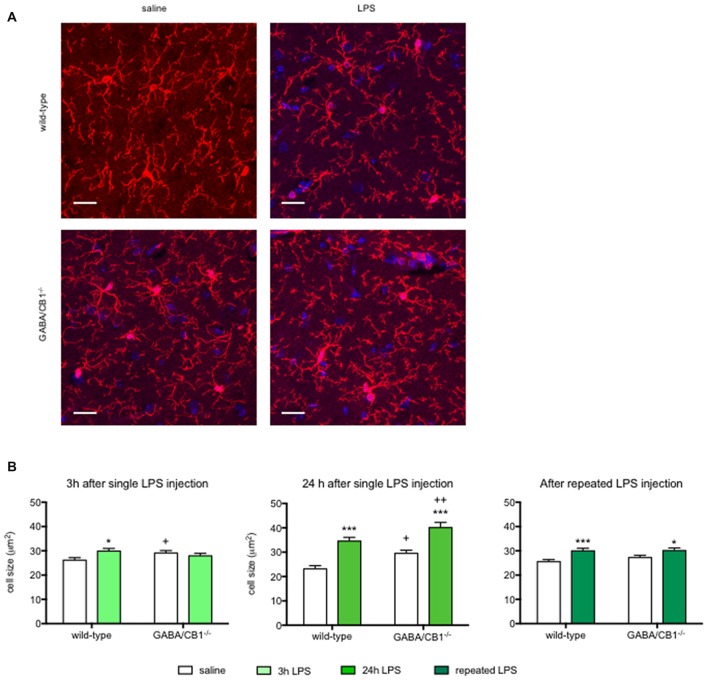 (A) Representative microphotograph of Iba1 immunostaining (red) and DAPI fluorescence showing cell nuclei (blue) in the hippocampus of WT and GABA/CB1−/− mice 24 h after four times daily intraperitoneal LPS injections. Scale bar represents 20 μm. (B) Size of Iba1+ microglia cells in the hippocampus of WT and GABA/CB1−/− mice 3 h after an intraperitoneal LPS-treatment (n = 143–150); 24 h after an intraperitoneal LPS-treatment (n = 136–145) and 24 h after four times daily intraperitoneal LPS injections (n = 138–150). *p < 0.05; ***p < 0.001 difference between saline and LPS-treated mice using Bonferroni’s t-test. +p < 0.05; ++p < 0.01 difference between WT and GABA/CB1−/− mice with the same treatment using Bonferroni’s t-test.