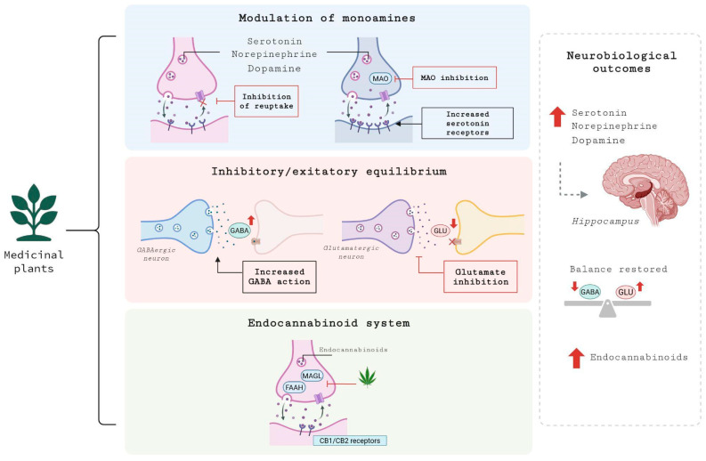 Mechanisms of action of medicinal plants on neurotransmitter systems in MDD. The diagram illustrates the action of bioactive compounds across three primary systems: (1) Modulation of monoamines, where plants inhibit the reuptake of serotonin, norepinephrine, and dopamine, in addition to inhibiting the MAO enzyme and increasing the expression of serotonin receptors, elevating the availability of these neurotransmitters in the synaptic cleft; (2) Inhibitory/excitatory balance, demonstrating the potentiation of the GABAergic pathway and the inhibition of glutamatergic signaling, which restores synaptic homeostasis in critical regions such as the hippocampus; and (3) Endocannabinoid system, in which the inhibition of the degradation enzymes FAAH and MAGL occurs, resulting in increased levels of endocannabinoids and their interaction with CB1/CB2 receptors. The neurobiological outcomes are indicated in the right column. Major depressive disorder (MDD), monoamine oxidase (MAO), gamma-aminobutyric acid (GABA), glutamate (GLU), fatty acid amide hydrolase (FAAH), monoacylglycerol lipase (MAGL), cannabinoid receptor type 1 and type 2 (CB1/CB2). Created in BioRender.