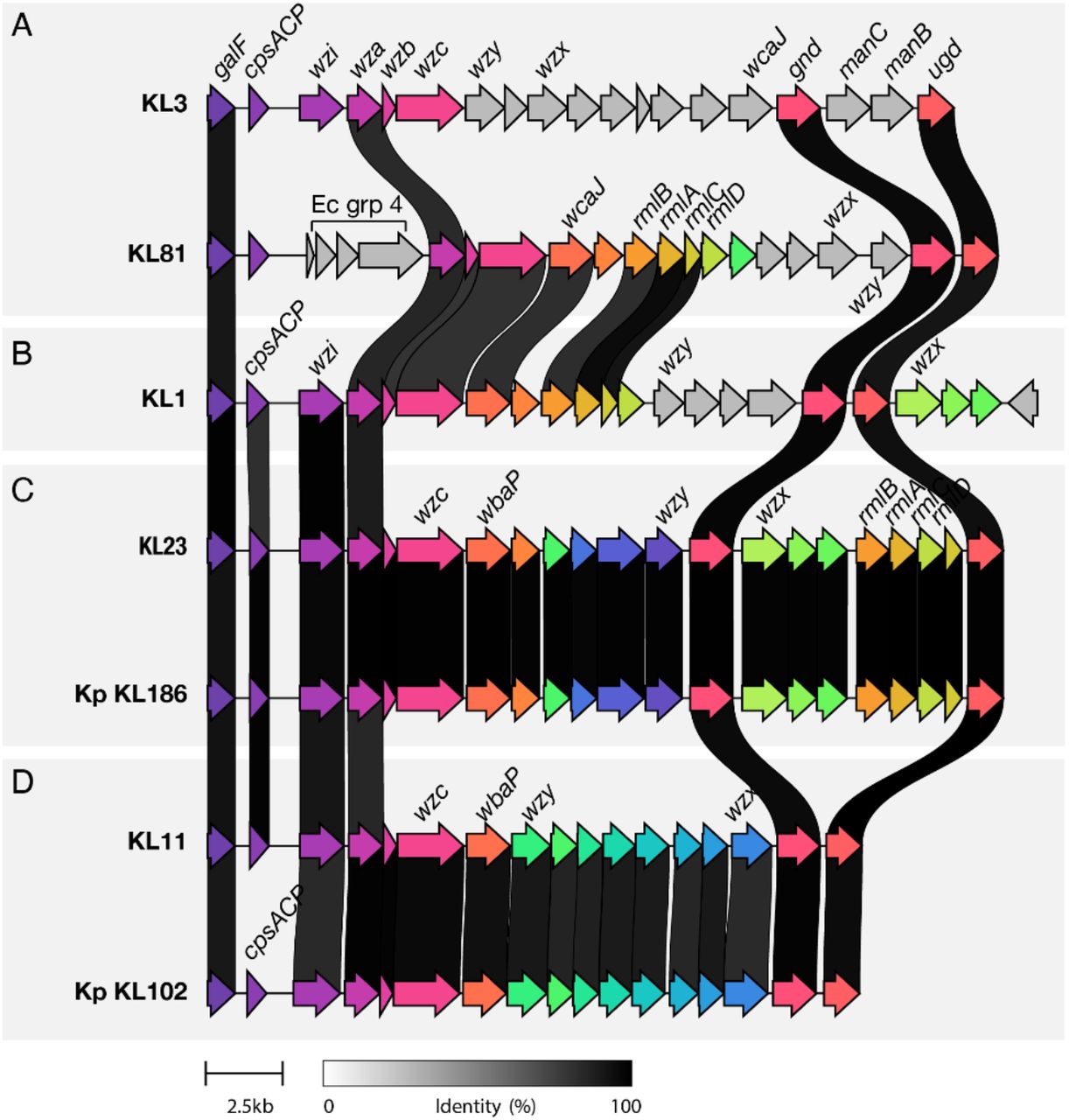 Klebsiella oxytoca Species Complex (K. oxytoca SC) K loci examples and comparisons to K. pneumoniae SC K loci.Arrows represent genes coloured by orthology groups as defined by clinker [64]. Labels indicate genes encoding conserved capsule synthesis and assembly machinery and/or genes discussed in the text (remaining genes not labelled for legibility). Black lines connect orthologous genes sharing amino acid identity, as indicated in the legend (note only those gene pairs sharing ≥82.5% identity are shown). A) A typical K. oxytoca Species Complex (SC) K locus (KL3) and the atypical KL81, which lacks wzi and instead contains four genes with orthology to those implicated in Escherichia coli group 4 capsule synthesis (labelled Ec grp 4). B) An example K. oxytoca SC with several genes located downstream of ugd. C) An example of K. oxytoca SC and K. pneumoniae (Kp) SC direct orthologs (i.e. a pair of loci for which all genes are shared above the 82.5% translated amino acid identity threshold). D) K. oxytoca SC KL11 is a distant ortholog of K. pneumoniae (Kp) SC KL102, with predicted functional orthology: the loci differ only by sequence divergence in cpsACP (<82.5% translated amino acid identity) which is a core K locus gene.