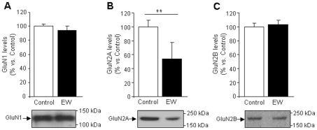 Ethanol withdrawal (EW) decreases GluN2A subunit levels.NMDA subunit protein levels measured by Western blot analysis: GluN2A levels (B) decrease during ethanol withdrawal, whereas the levels of GluN1 (A) and GluN2B (C) remain unaltered. Values are expressed as percentages over control data for each subunit and are means ± SEM (n = 3–5 samples/condition). Data were assessed by the t-Student's test (**P<0.01 vs. control).