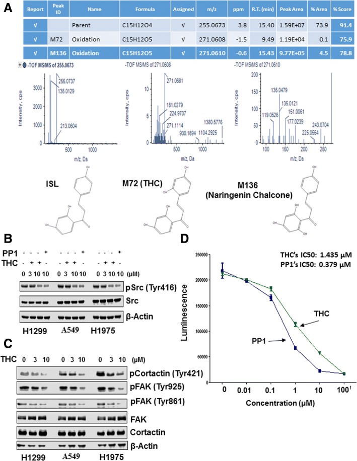 THC is a main ISL metabolite and a Src inhibitor. a. Mass spectrum identifies THC and naringenin chalcone as main metabolites of ISL in H1299. b Cells were treated with vehicle, THC or PP1 for 24 h and then lysed for western blotting to detect Tyr416-phosphorylated Src, Src and β-actin with the respective antibodies. c Cells were treated with vehicle or THC for 24 h and then lysed for western blotting to detect Tyr421-phosphorylated cortactin, Tyr861-, Tyr925-phosphorylated FAK, cortactin, FAK and β-actin with the respective antibodies. d Cell-free system to determine the effect of THC and PP1 on Src kinase activity. Data are means ± SD. n = 3