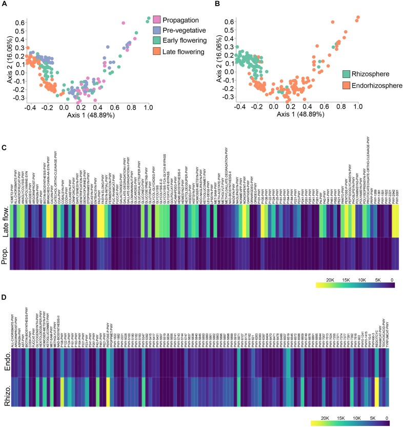 Spatio-temporal variations in PICRUSt predicted pathways. (A) PcoA plot representative of temporal beta-diversity utilizing Bray–Curtis dissimilarity metric among samples (PERMANOVA: R2 = 0.24, p = 0.001). Each point represents a sample (Propagation, n = 30; Pre-vegetative, n = 60; Early flowering, n = 58; Late flowering, n = 60). (B) PcoA plot representative of spatial beta-diversity utilizing Bray–Curtis dissimilarity among samples (PERMANOVA: R2 = 0.20, p = 0.001). Each point represents a sample (Rhizosphere, n = 88; Endorhizosphere, n = 120). For all PcoA plots, axis 1 and axis 2 represent the percentage of variance explained by each coordinate. (C,D) Heatmap of differentially abundant pathways predicted by PICRUSt along temporal and spatial lines, respectively. Statistically significant differences between groups were measured using ANCOM. Prop = Propagation; Late flow = Late flowering; Rhizo = Rhizosphere; Endo = Endorhizosphere.