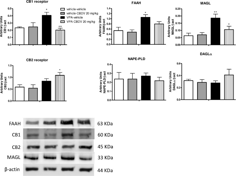 Effect of symptomatic CBDV 20 mg/kg/day treatment on components of the endocannabinoid system in the hippocampus of the male offspring of VPA- and vehicle-exposed rats as measured by means of Western blot analysis in cytosolic fractions. Data represent mean ± SEM of n = 3 vehicle-vehicle, n = 3 vehicle-CBDV 20 mg/kg, n = 5 VPA-vehicle, n = 5 VPA-CBDV 20 mg/kg and were analyzed using two-way ANOVA followed by Tukey’s post hoc test (∗∗p < 0.01, ∗p < 0.05 vs. vehicle-vehicle;°°p < 0.01,°p < 0.05 vs. VPA-vehicle).