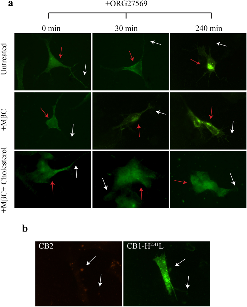 ORG27569 and cholesterol dependent shuttling of CB1 among axons and soma of the neurons.SHSY-5Y were treated with MβC and replenished or not with cholesterol. After cholesterol manipulation cells were treated or not with ORG27569 (3 μM) for the indicated time. After being fixed and permeabilized, cells were processed for immunfluorescence to detect endogenous CB1 receptor (panel (a)), endogenous CB2 (panel (b)) or transiently expressed CB1-H2.41L-GFP (panel (b)). White arrows and red arrows indicate axonal region and soma of the cell, respectively.
