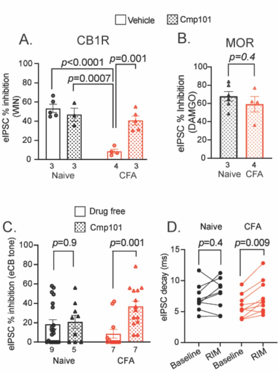Compound 101 (Cmp101) incubation recovers CB1R inhibition of GABA release after persistent inflammation (A) WIN (3 μM) inhibition of eIPSC amplitudes from naïve (black) or CFA-treated (red) rats. vlPAG slices were incubated in vehicle (no fill) or Cmp101 (filled bar) for >1h. Cmp101 incubation fully recovered CB1R signaling in slices from CFA-treated rats (2-way ANOVA: main effect of Cmp101: F(1,13)=7.6; p=0.016; main effect of CFA: F(1,13)=29.9; p=0.0001; CFA x Cmp101 interaction: F(1,13)=17.29, p=0.001). Post-hoc analysis (Tukey test) reveals the effect of WIN in CFA-treated slices incubated in vehicle was significantly reduced compared to all other conditions. (B) DAMGO (1 μM) inhibition of eIPSC amplitude after Cmp101 (30 μM) incubation from naïve (black bar) or CFA-treated (red bar) rats. (C) Cmp101 incubation reveals eCB tone in recordings from CFA-treated rats (2-way ANOVA: main effect of Cmp101: F(1,46)=6.06; p=0.02). Post-hoc analysis (Šidák’s multiple comparisons test) reveals a significant effect of Cmp101 in CFA-treated rats but not naïve. RIM and NESS are combined. (D) eIPSC decay at baseline and after addition of RIM in slices from naïve (black) and CFA-treated (red) rats (2-way ANOVA: main effect of RIM F(1,17)=9.98; p=0.006; Šídák post-hoc test). Error bars represent SEM, dots indicate individual neurons and numbers represent the number of animals per bar.