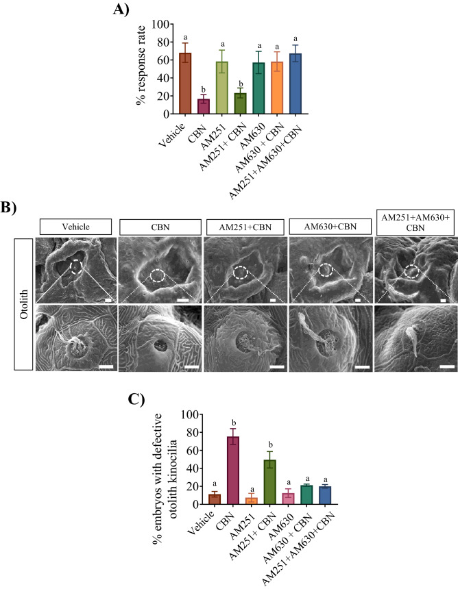 Blocking Cb1r and Cb2r prevents the CBN-induced changes in otolith hair cell development. (A) Bar graph shows the mean percentage of animals that responded to sound/vibration stimulus in the presence or absence of receptor blockers and CBN in 5 dpf larvae. The response to sound stimuli (C-bend) was recorded following exposure to sound and analyzed later for calculating response rate (%). N = 3 experiments. (B) SEM images were taken of the head i.e. anterior lateral line (aLL). (B) Images were taken at ×500 magnification for 3 mg L−1 CBN (n = 5), AM251 10 nm + 3 mg L−1 CBN (n = 5), AM630 10 µm + 3 mg L−1 CBN (n = 5) and AM251 10 nm + AM630 10 µm + 3 mg L−1 CBN (n = 5) respectively. Scale bar represents 20 µm. (C) Bar graph showing the quantification of the percentage of the embryos that exhibited deformities in the kinocilia associated with the otoliths. Groups which share the same letter(s) of the alphabet are not statistically different from one another; p < 0.05.