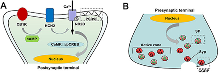 Schematic diagrams of CB1R-mediated regulation on central sensitization. A In CM, activation of CB1 inhibits HCN2 activity by reducing cAMP levels, thereby suppressing the pNR2B/CaMKII/pCREB pathway. B A decrease in intranuclear pCREB level alleviates central sensitization by regulating expression levels of synaptic proteins (PSD95 and SYP) and nociceptive transmitters (SP and CGRP) in CM