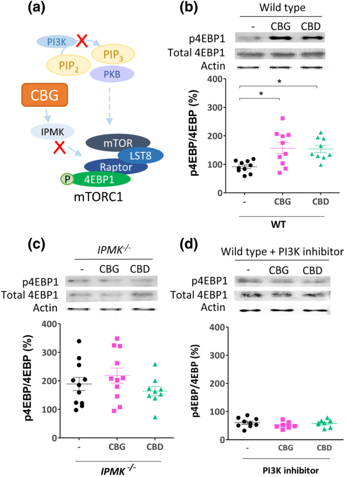 Phytocannabinoids upregulate mTORC1 activation in mouse embryonic fibroblasts through IPMK and PI3K‐dependent signalling. (a) Analysing a role for CBG and CBD in mTORC1 signalling through IPMK and PI3K/PKB signalling in mouse embryonic fibroblasts employed IPMK−/− cells and pharmacological inhibition of PI3K/PKB signalling (10 μM Pictilisib). (b–d) The effect of 24 h treatment with 4 μM CBG or CBD on mTORC1 activity in MEF cells was measured by western blot analysis to measure p4EBP1 as a proportion of total 4EBP1 in each treatment (see also Figure S9), with actin as control. Data were normally distributed with Shapiro–Wilk's test and a one‐way ANOVA with Dunnett's multiple comparison test was used to test significance of treatment against controls. Graphs show mean ± SEM. (b) In WT MEF cells, CBG and CBD treatment significantly increased the proportion of p4EBP1 levels (n = 9) (*p ≤ 0.05); DF:2,26, F = 6.8. (c) CBD and CBG treatment of MEF cells lacking IPMK (IPMK −/− ) did not affect the proportion p4EBP1 levels (n = 9); DF:2,28, F = 1.4. (d) CBD and CBG treatment of MEF cells lacking PI3K activity (treated with a PI3K inhibitor; 10 μM Pictilisib) did not affect the proportion p4EBP1 levels (n = 9); DF:2,22, F = 0.8