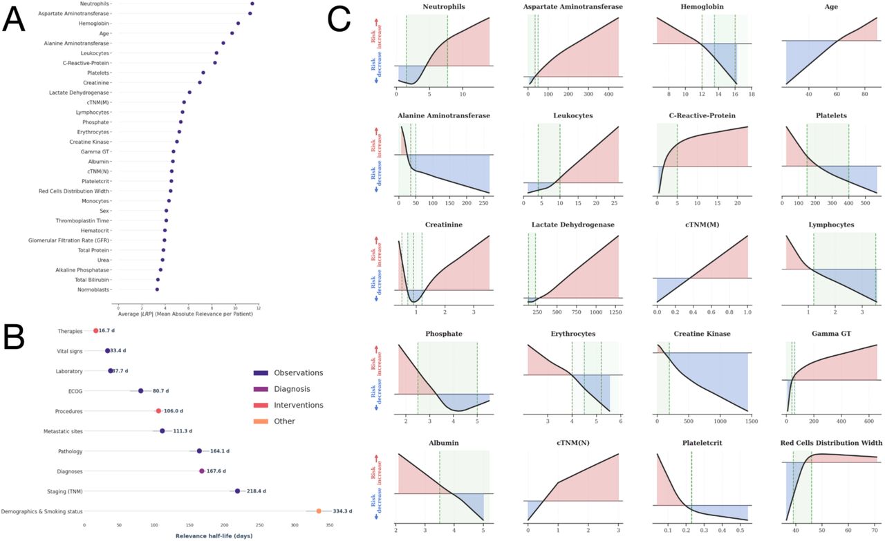 Analysis of variable-specific risk contributions, global importance, and relevance decay over time.A: A dot plot representing the mean absolute variable importance across the entire dataset of variables occurring in at least 50% of the patients. Variables are ranked by their average absolute LRP relevance. B: Analysis of variable relevance decay, showing the temporal stability of information across different feature groups. The x-axis denotes the number of days until the relevance of a measurement decreases by 50%. The plot displays the mean (dot) and the 95% confidence interval (error bars). C: Visualization of the relationship between individual variable values (x-axis) and their corresponding mean LRP-based risk contributions (y-axis). Positive values (red) indicate a higher than average predicted risk, while negative values (blue) indicate a lower than average predicted risk. The physiological reference ranges for each laboratory parameter are highlighted by green dashed vertical lines and shaded areas; when sex-specific differences exist, the reference ranges are shown separately for female (light green) and male (dark green) patients.
