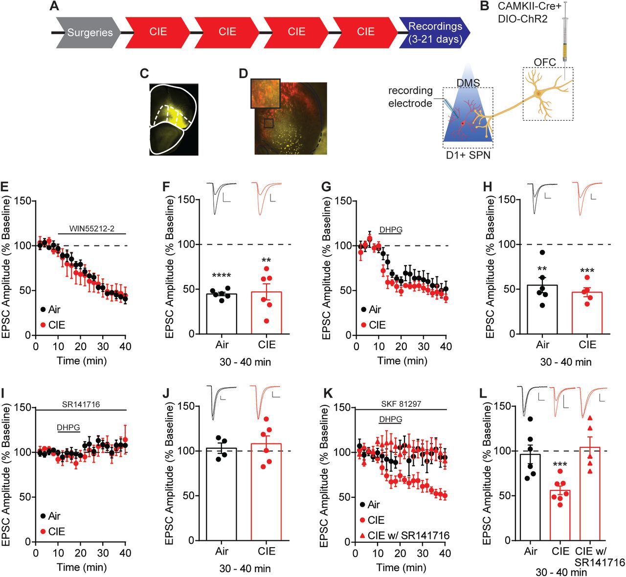 Endocannabinoid mediated plasticity of OFC transmission to D1 SPNs in Air and CIE mice.(A) Experimental timeline that includes surgeries followed by 4 cycles of CIE exposure and whole-cell recordings 3-21 days in withdrawal. (B) Schematic of viral injections in OFC and optical stimulation of OFC terminals during whole-cell recordings of D1 SPNs in the DS. (C) Representative viral expression of ChR2 in OFC (D) Example ChR2 expression of OFC terminals and expression of tdTomato in D1 SPNs in the DS. (E) Bath application of a CB1 receptor agonist, WIN55212-2 (1μM), during optical stimulation of OFC terminals to D1 SPNs in Air (n = 6 cells, 4 mice) and CIE (n = 6 cells, 3 mice). (F) Bar graphs representing the percentage change from baseline (min 0–10) after bath application of WIN55212-2 (min 30–40). (G) Endocannabinoid mediated long-term depression induced by bath application of a group 1 mGluR agonist, DHPG (50 μM) paired with depolarization to 0 mV in Air (n = 6 cells, 3 mice) and CIE (n = 5 cells, 3 mice).(H) Bar graphs representing the percentage change from baseline after bath application of DHPG. (I) DHPG-LTD of OFC transmission is blocked by a CB1 receptor antagonist, SR141716 (1 μM) in both Air (n = 4 cells, 3 mice) and CIE (n = 6 cells, 3 mice). (J) Bar graphs representing the percentage change from baseline after bath application of DHPG in the presence of SR141716. (K) D1 agonist (3 μM SKF 81297) blocks the expression of DHPG-LTD in Air mice (n = 6 cells, 4 mice) but has no effect in mice exposed to CIE (n = 7 cells, 5 mice; w/ SR141716 n = 5 cells, 2 mice). (L) Bar graphs representing the percentage change from baseline after bath application of DHPG in the presence of SKF 81297 or SKF 81297 with SR141716. Scale bars represent 10 ms (horizontal) and 50 pA (vertical). Data points and bar graphs represent mean ± SEM. Bonferroni-corrected or paired (vs. baseline) two-tailed t-test, **p < 0.01, ***p < 0.001, ****p < 0.0001.