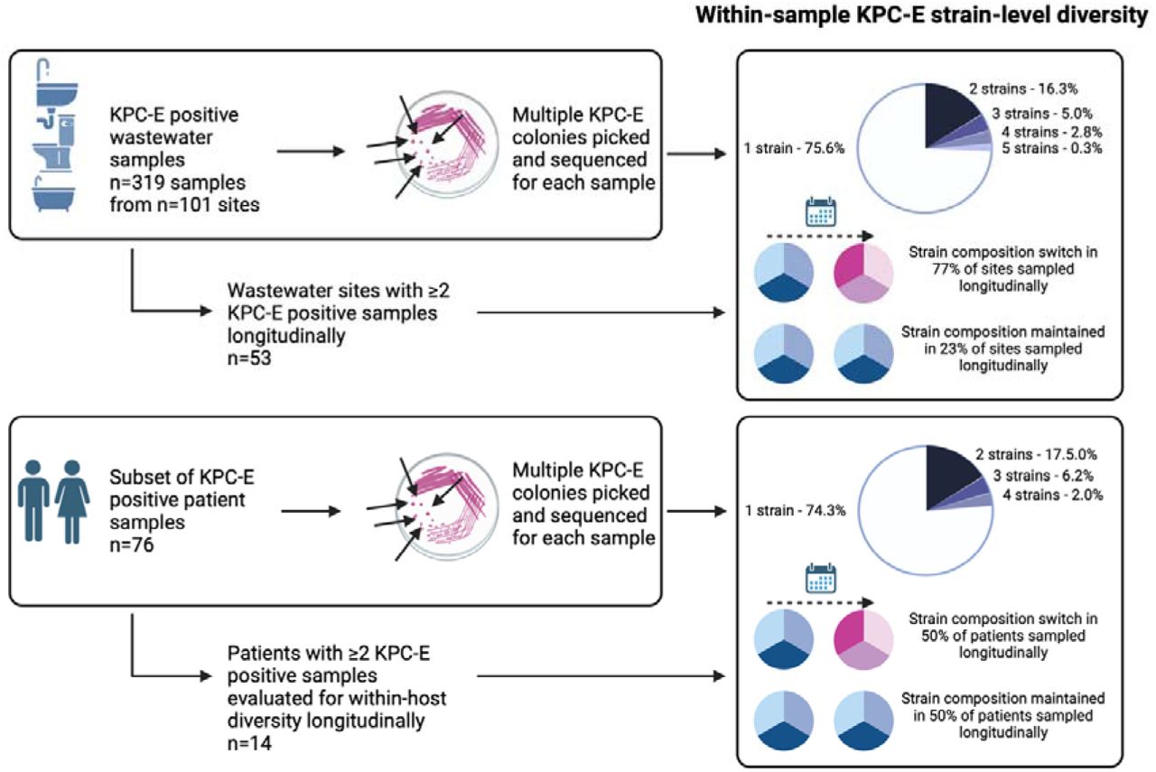 Summary of within-niche and KPC-E sample diversity using genomics.