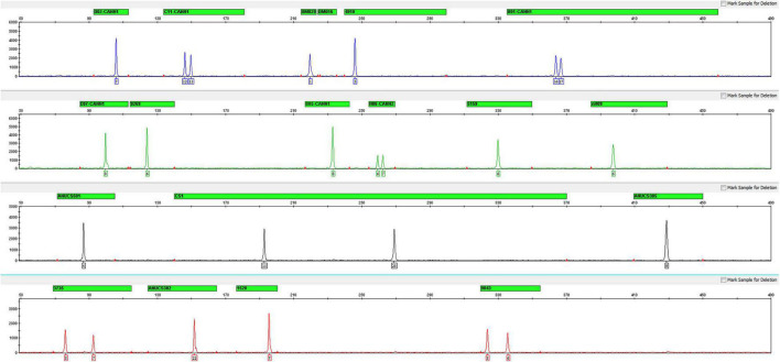 Electropherogram of positive control DNA with the Cannabis sativa 19-plex typing system.