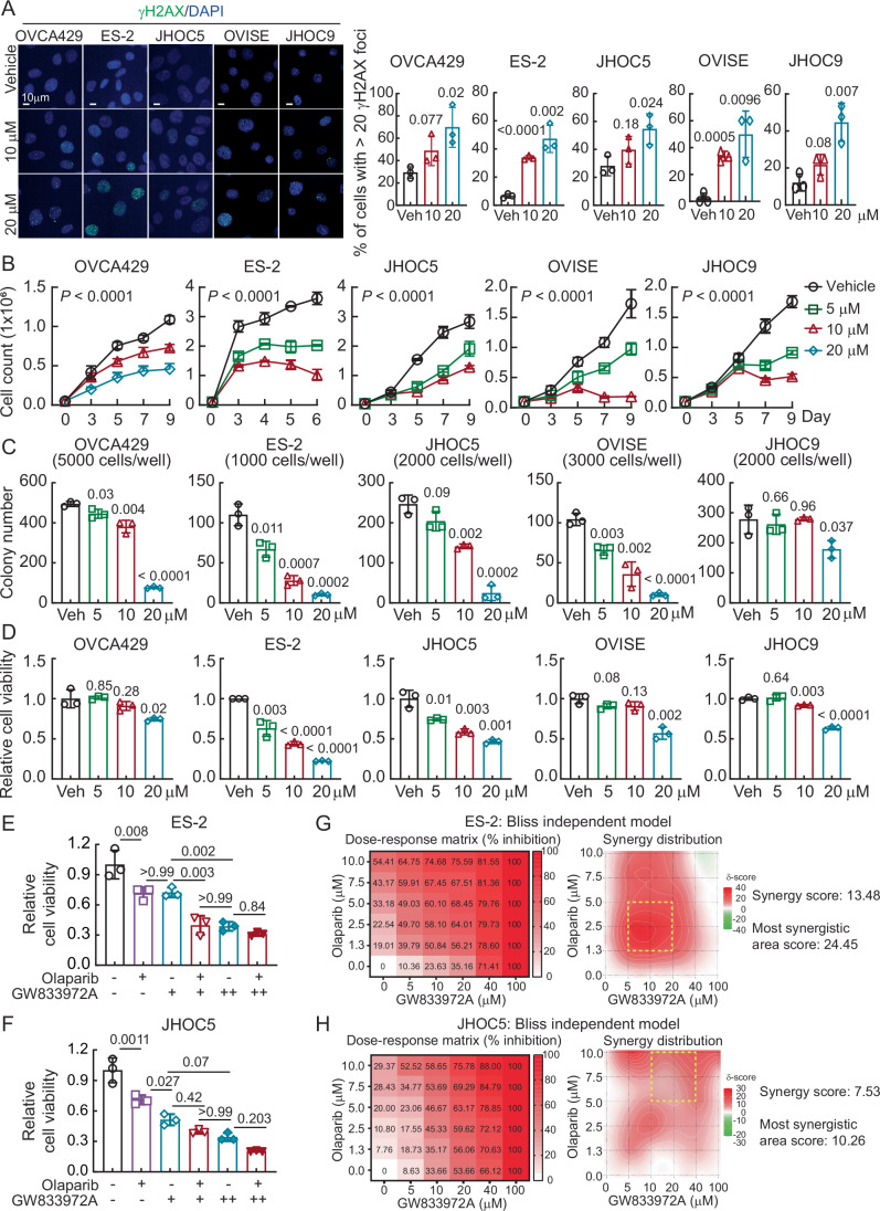 GW833972A inhibits tumorigenic ability in ARID1A-wt OCCC cells.(A) Representative γH2AX immunofluorescent staining of ARID1A-wt OCCC cells treated with vehicle, 10 or 20 µM GW833972A. The percentage of cells with more than 20 γH2AX foci per nucleus was quantified. Data were shown as mean ± SD with P value based on unpaired t-test (n = 3). Data shown are from one representative experiment of three replicates. (B) Cell growth assays using ARID1A-wt OCCC cells treated with vehicle, 5, 10, or 20 µM GW833972A. Data were shown as mean ± SD with P value based on two-way ANOVA test (n = 3). Data shown are from one representative experiment of three replicates. (C) Clonogenic assays using ARID1A-wt OCCC cells treated with vehicle, 5, 10, or 20 µM GW833972A. Data were shown as mean ± SD with P value based on unpaired t-test (n = 3). Data shown are from one representative experiment of three replicates. (D) Cell viability assays using ARID1A-wt OCCC cells treated with vehicle, 5, 10, or 20 µM GW833972A. Data were shown as mean ± SD with P value based on unpaired t-test (n = 3). Data shown are from one representative experiment of three replicates. (E) Cell viability assays using ES-2 cells treated with vehicle, 10 (+) or 20 (++) µM GW833972A, with vehicle, 5 (+) or 10 (++) µM Olaparib. Data were shown as mean ± SD with P value based on one-way ANOVA test (n = 3). Data shown are from one representative experiment of three replicates. (F) Cell viability assays using JHOC5 cells treated with vehicle, 10 (+) or 20 (++) µM GW833972A, with vehicle, 2.5 (+) or 5 (++) µM Olaparib. Data formatting is as described for (E). (G, H) Combination effect of GW833972A and Olaparib in ES-2 (G) and JHOC5 (H) cells using the Bliss independence model. The synergy scores were calculated using SynergyFinder 3.0. Yellow boxes indicate the most synergistic area. Source data are available online for this figure.