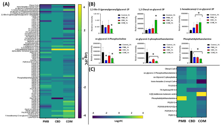 Perturbations of bacterial lipids. (A) Heatmap and (B) bar charts for significantly perturbed lipids in A. baumannii ATCC 19606 following treatment with polymyxin B (PMB, blue), cannabidiol (CBD, red) and the combination (COM, green) at 1 h. (C) Heatmap for significantly perturbed lipids in A. baumannii ATCC 19606 following treatment with polymyxin B (PMB, blue), cannabidiol (CBD, red) and the combination (COM, green) at 4 h. Lipid names are putatively assigned based on accurate mass (≥0.59-log2-fold, p ≤ 0.05). Control, untreated samples; PE, phosphoethanolamines; PG, glycerophosphoglycerols; PS, glycerophosphoserines; PC, glycerophosphocholines; PA, glycerophosphates; LysoPE, lysophosphatidylethanolamines; PGP, glycerophosphoglycerophosphates; FA, fatty acids. * ≥0.59-log2-fold, p ≤ 0.05 (one-way ANOVA).