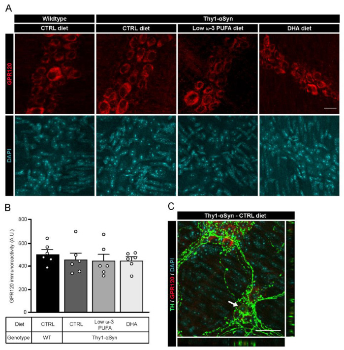 Localization of the DHA receptor GPR120 in the murine myenteric plexus. (A) Photomicrographs of enteric GPR120 immunofluorescence (red) in wild-type and Thy1-αSyn mice maintained on different diets. Scale bar = 15 µm. (B) Quantification of GPR120 by immunoreactivity shows no difference between animals or among dietary groups (one-way ANOVA: p = 0.7613). (C) Photomicrographs of the myenteric plexus from Thy1-αSyn mice on control diet showing GPR120 (red) and TH+ neurons (green) reveal colocalization between the receptor GPR120 and TH+ neuronal body in the enteric nervous system, as indicated by the white arrow. Scale bar = 30 µm. Abbreviations: A.U., arbitrary unit; CTRL, control; DHA, docosahexaenoic acid; GPR120, G-protein coupled receptor 120; TH, tyrosine hydroxylase; WT, wild-type. (white dots) show an increase of varicosities per 100 μm of dendrites in transgenic mice fed with DHA-enriched diet compared to control diet.
