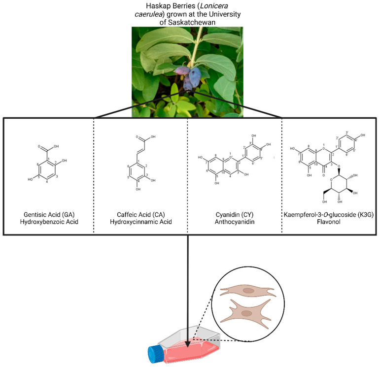 Haskap berries and the structures of the four phenolics selected for this work. The phenolics were supplemented to normal primary human fibroblasts individually to determine their function(s) and in equimolar combinations to examine synergy.