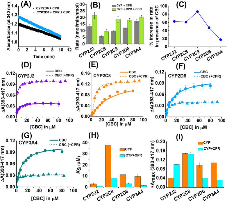 CBC binding and metabolism by CYPs. NADPH activity assay: Rate of change of absorbance of NADPH (at 340 nm) in the presence (deep blue) and absence (black) of CBC (50 μM) for (A) CYP2J2 with CPR as the redox partner. (B) Comparison of rate of NADPH consumption for different CYPs is shown in the absence of CBC (gray histogram) and presence of CBC (green histogram). (C) Percentage increase in the rate of NADPH oxidation when CBC is added to CYPs. Binding of CBC to CYP–CPR: Binding plots of CBC titration to CYPs are shown in the presence (dotted line) and absence (bold line) of CPR for (D) CYP2J2, (E) CYP2C8, (F) CYP2D6, and (G) CYP3A4. Comparison of (H) binding affinity Ks(app) (in μM) and (I) change in spin shift due to heme perturbation ΔAmax among different CYPs is carried out.