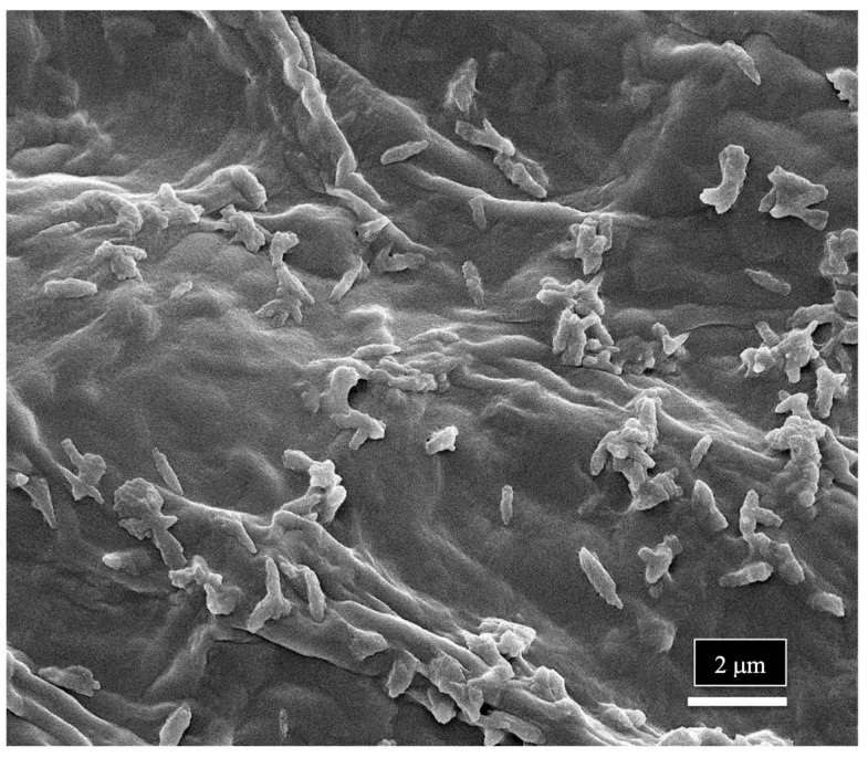 Scanning electron microscopic image showing bacterial cells on the surface of the xylem vessels in a stem sample of cannabis from a mother plant.