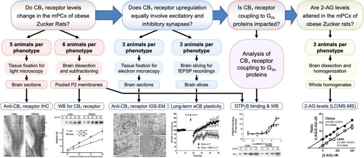 Diagram summarizing the workflow, sample size and processing, and experimental approaches to answer the four main questions (framed boxes at top) posed in this study. 2-AG, 2-arachidonoylglycerol; eCB, endocannabinoid; fEPSP, field excitatory postsynaptic potential response; IGS-EM, immunogold-silver staining for electron microscopy; IHC, immunohistochemistry; LC/MS-MS, liquid chromatography and mass spectrometry; mPCx, medial prefrontal cortex; WB, Western blot.