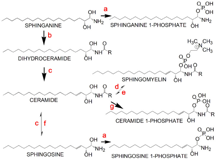 Metabolic interconversions of the principal sphingolipids: a, sphingosine kinase (EC 2.7.1.91); b, ceramide synthase (EC 2.3.1.299); c, dihydroceramide desaturase (EC 1.14.19.17); d, sphingomyelin synthase (EC 2.7.8.27); e, sphingomyelin phosphodiesterase (EC 3.1.4.12); f, ceramidase (EC 3.5.1.23); g, ceramide kinase (EC 2.7.1.138).
