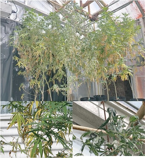 Injury due to twospotted spider mite feeding and webbing. (Photographs taken by Melissa Pulkoski).