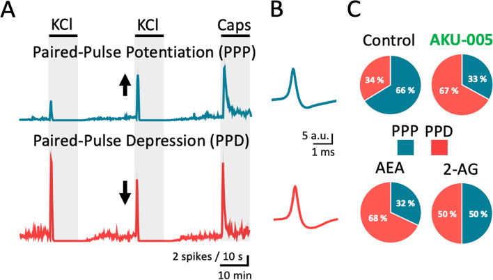 AKU-005 and AEA promote paired-pulse depression in meningeal afferents. A Time courses of spike frequency (10-s bin size) induced by APs recorded from the peripheral part of trigeminal nerve innervating rat meninges within the 1-min active phase of the 2nd KCl pulse. By clustering the recordings, we defined paired-pulse potentiation (PPP) when the number KCl-evoked APs was higher during the 2nd KCl pulse and paired-pulse depression (PPD) when the number KCl-evoked APs was higher during the 1st KCl pulse. B AP morphologies corresponding to PPP and PPD recordings showed no differences. C A statistical analysis showed that physiologically PPP are more frequent than PPD. In the presence of AKU-005 or AEA during the 2nd KCl pulse, PPD clusters are more prevalent for AKU-005 and AEA, while PPP clusters are less prevalent under the same treatments. PPP and PPD clusters are comparable when 2-AG was applied during the 2nd KCl pulse