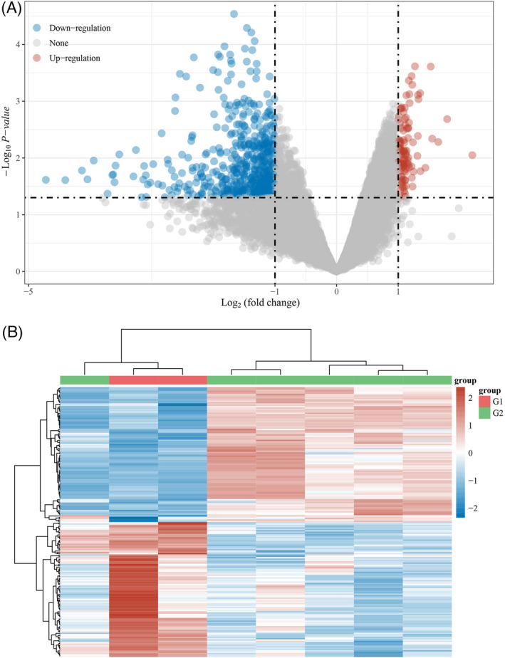 Bioinformatic analysis of GSE57631 comparing the peri‐implantitis affected peri‐implant tissue and healthy peri‐implant tissue in humans. (A) Volcano plot is representing the dysregulated expression of genes. (B) Heat map is showing the up and down‐regulated expressed genes in between two groups